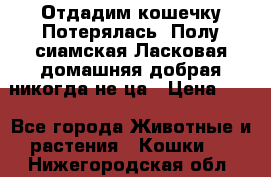 Отдадим кошечку.Потерялась. Полу сиамская.Ласковая,домашняя,добрая,никогда не ца › Цена ­ 1 - Все города Животные и растения » Кошки   . Нижегородская обл.
